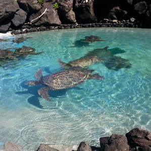 Meet your Posher, Cece